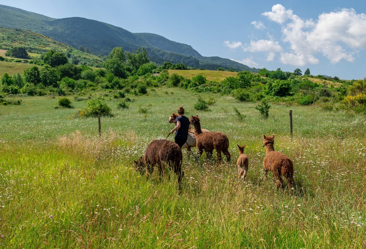 Guardiani Degli Alpaca