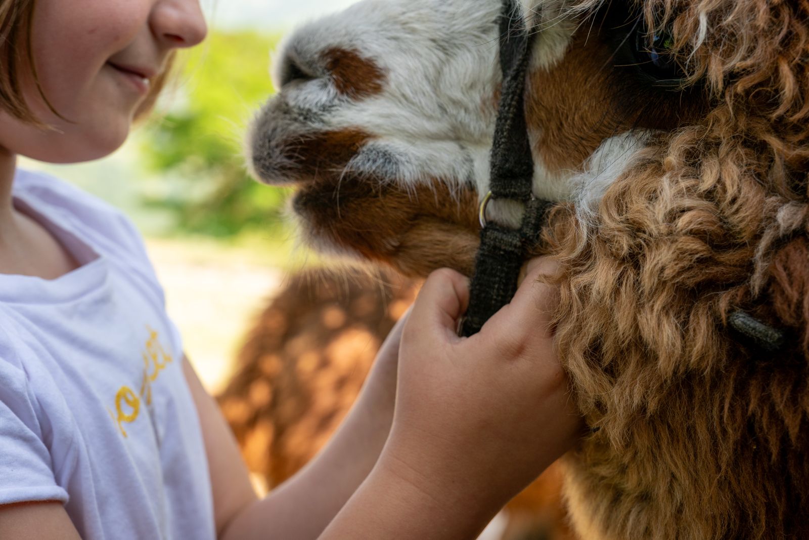 Guardiani Degli Alpaca