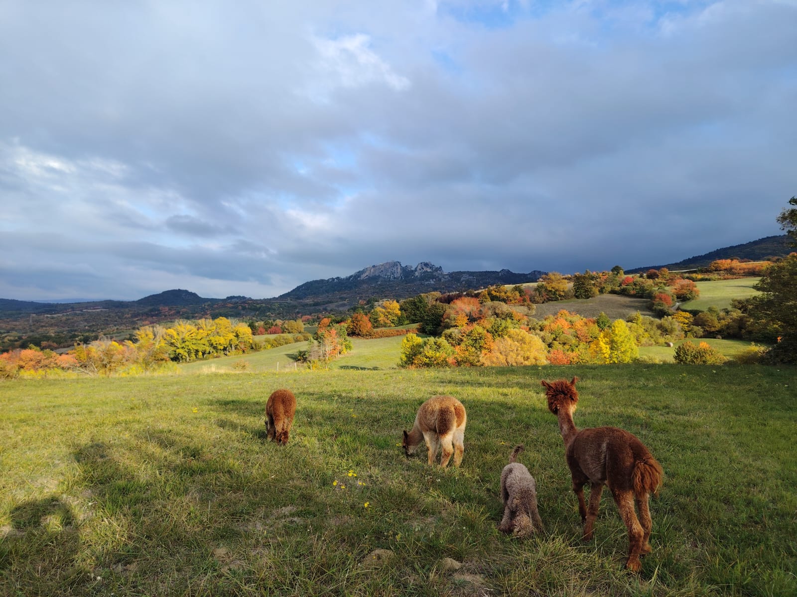 Guardiani Degli Alpaca