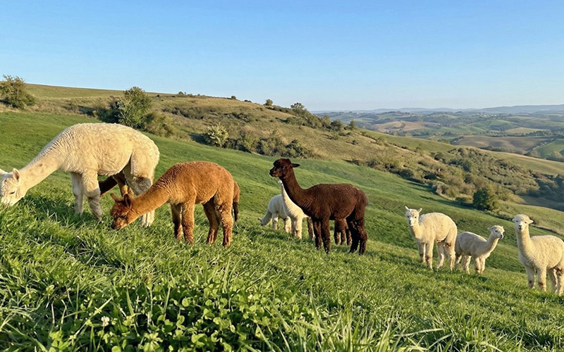 bagno-di-foresta-abruzzo-e-molise-shinrin-yoku-con-gli-alpaca