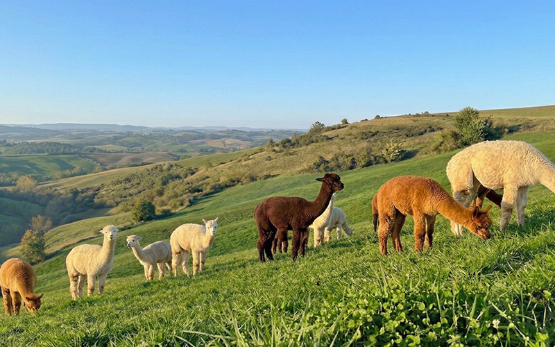 escursioni-passeggiate-con-alpaca-abruzzo-molise