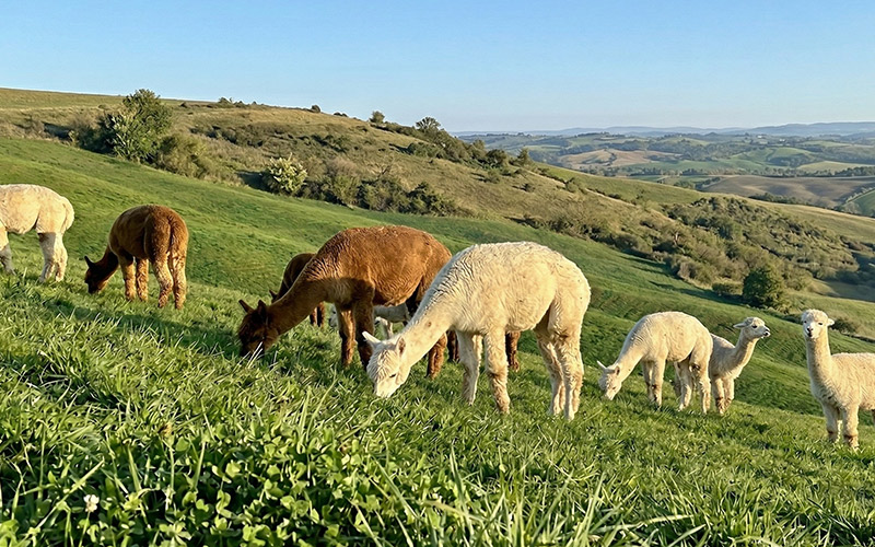 terapia-assistita-animali-abruzzo-molise-alpaca